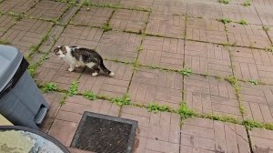 Этого не может быть! Клёпа прибегал, худой, но беленький 🐈