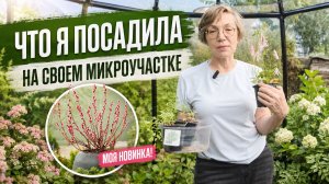 Что я посадила на своем Микроучастке