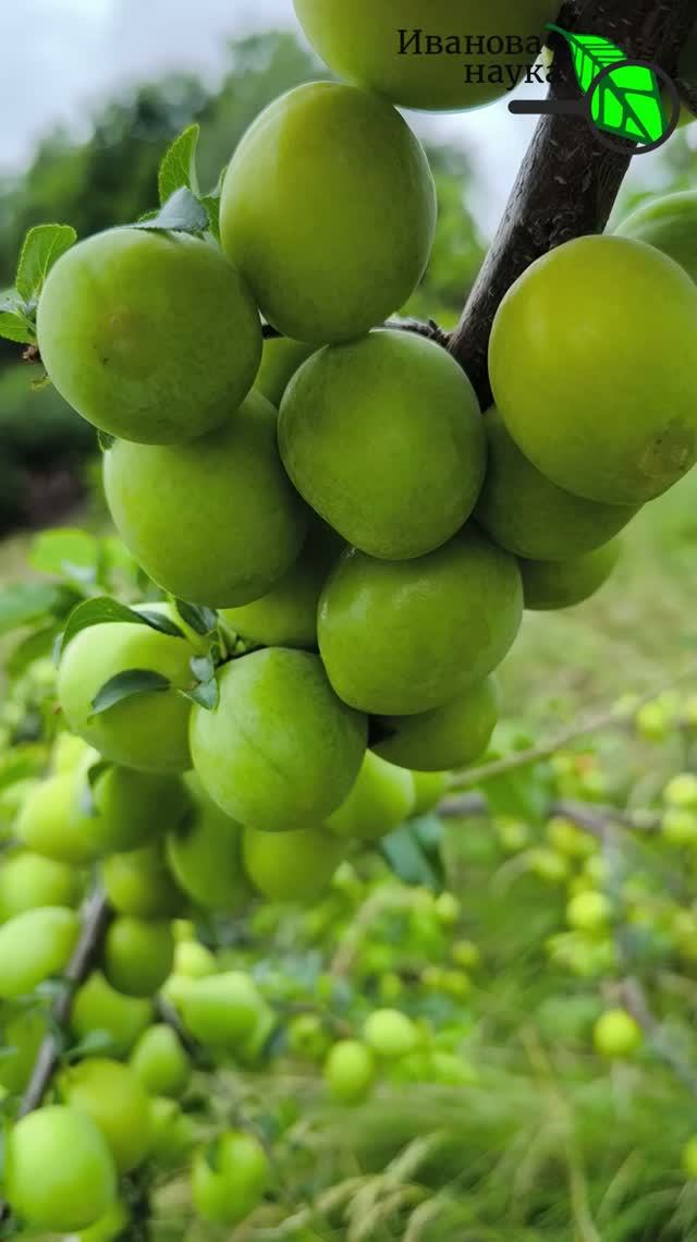 ⚡ ТРОЙНАЯ СИЛА ЭТОЙ подкормки сливы! 💥 Ни одна слива не отвалится и не сгниет 🌳