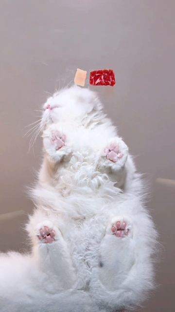 кот кушает