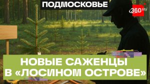 Инвентаризацию высаженных в «Лосином острове» деревьев проводят в Мытищах