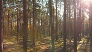 Часы с пением птиц «Мелодия леса»