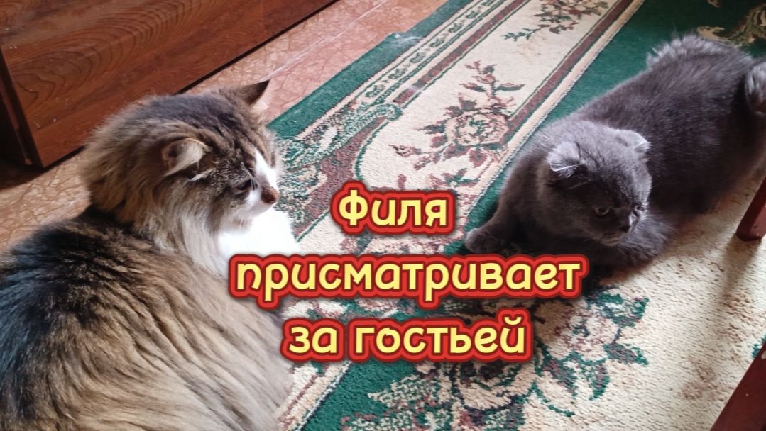 Веселые кошки. Игрушки для кошек.