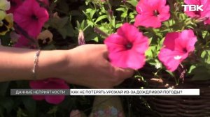 Как уберечь огород от последствий ливней?