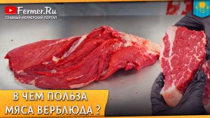 🐫Вот это результат! 58% выход мяса казахского бактриана! Оценка верблюжатины. Бульон из верблюда