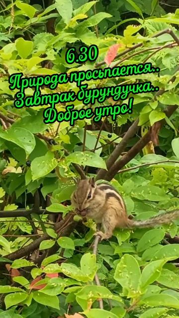 Завтрак бурундучка.