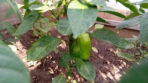 Мой огородик 🥒🫜🥕😄🤭👍