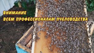 вниманию всем проффесионалам пчеловодства 2024