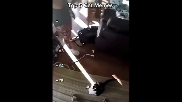 👀👇#catmemes #cats #funnycats #memes #shorts #viralКакой из них ваш любимый