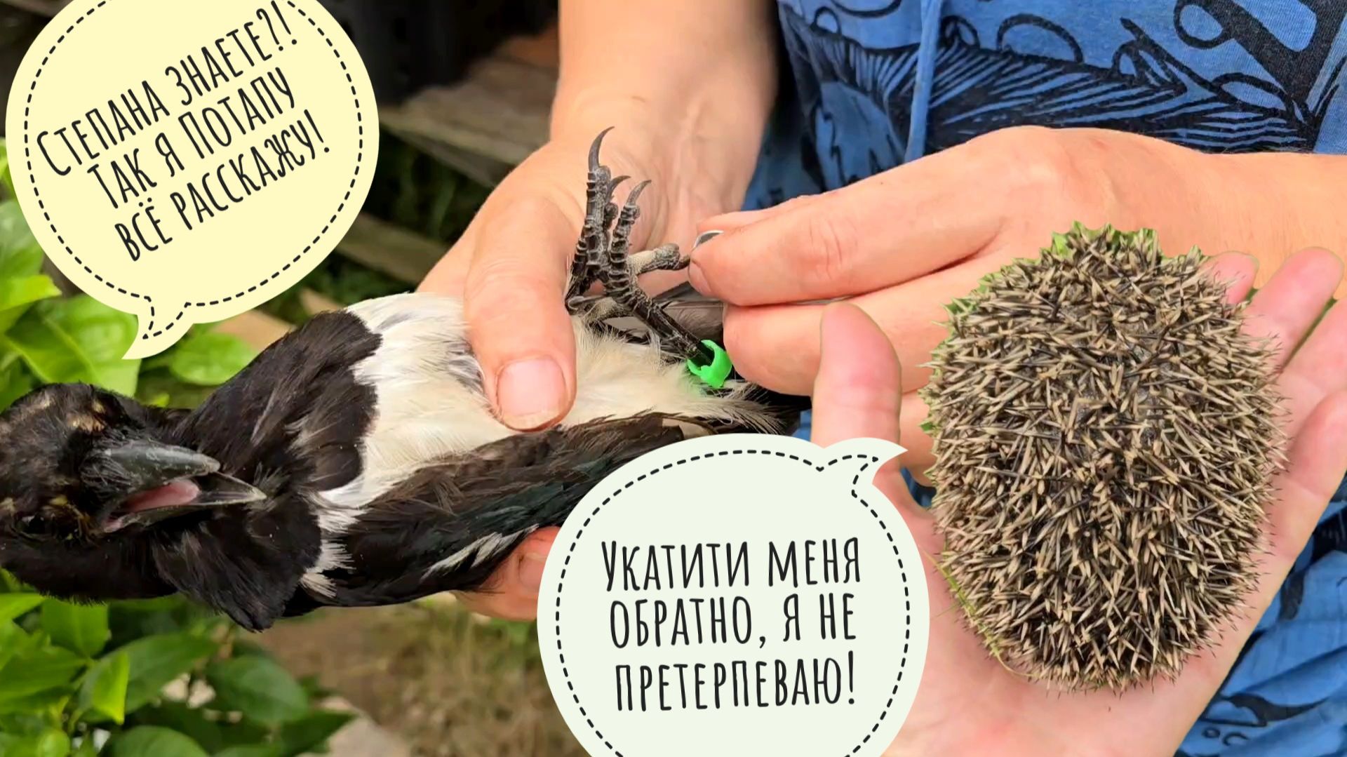Схватили сороку на месте безобразий! Как дела у аистят? Ещё один еженёнок. Фазан привёл курочку смотреть онлайн