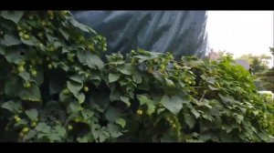 Шашлык !Отдыхаем! Домашняя еда Кухня Рецепты  #еда