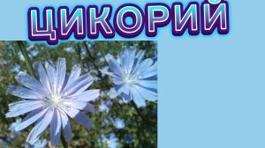 Цикорий.Кофе из цикория. Лекарственное растение