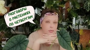 РАЗГОВОРЫ О РАСТЕНИЯХ - 4  Запись стрима от 16.07.2026