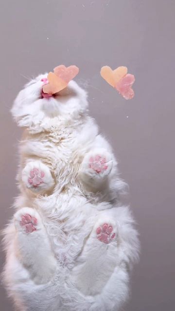 кот кушает