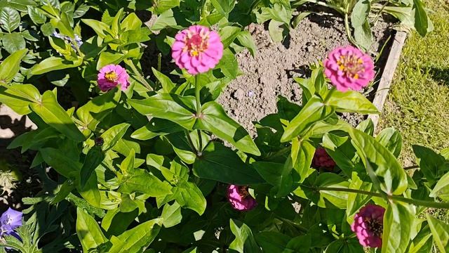 16-07-2026.Что же выросло из семян цветов? (часть 1) смотреть онлайн