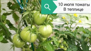 10 июля 2026 года томаты в теплице на даче в Тверской области