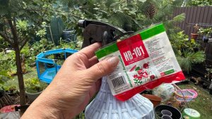 Мне посоветовали хорошее удобрение для укоренения.