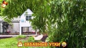 Забавные утки мускусные и пекинские на свободном выгуле со своими друзьями ч.(414) ❣️🤗😂