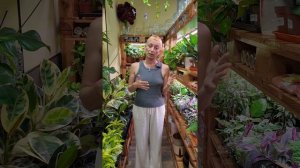 Растения из Китая. Моё мнение: отвечаю на вопрос зрителя.