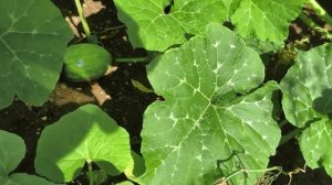 Вышла в оранжерею гладиолусов/Обрезка.