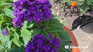 Влог/328/ На даче/ Мост унесло/ Покупки с пенсии...