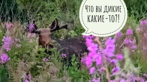 Лось Степан взбодрил наш стрим. Внезапно появилась Аня. Кадры за кадром стрима
