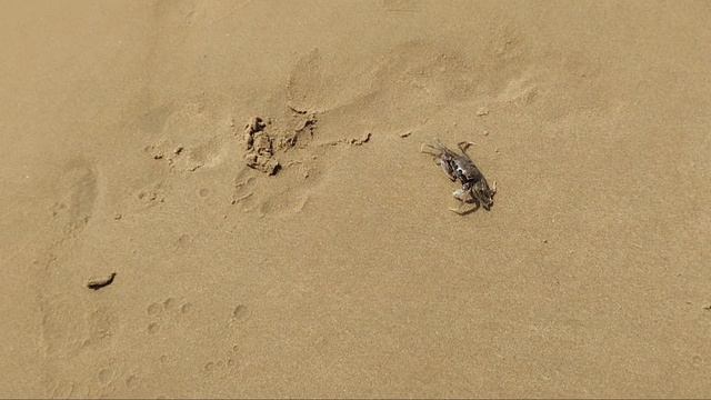 Беги в море, крабик 🦀