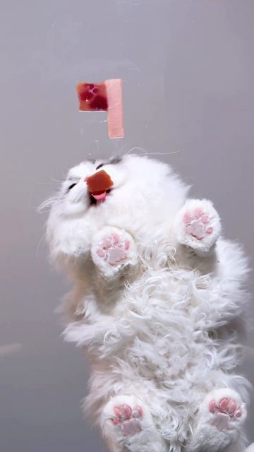 кот кушает