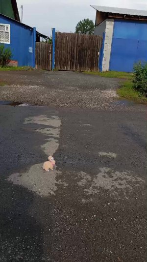 туц туц тыдыдыдыдыдыды