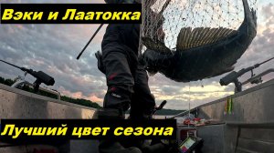 Самый рабочий цвет сезона. Вэки и Лаатокка.