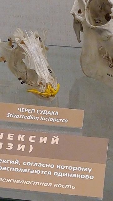 рак-медведь