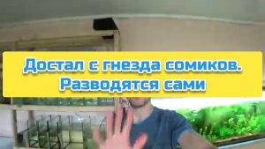 Достал с гнезда сомиков. Разводятся сами