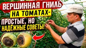 ВЕРШИННАЯ ГНИЛЬ НА ПОМИДОРАХ-КАК ВЫЛЕЧИТЬ.