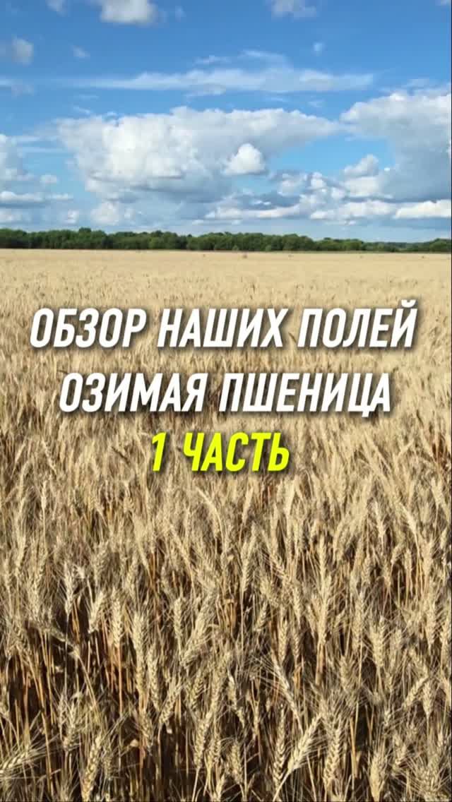 Обзор полей, озимая пшеница. Часть 1. #AUM #YogaFerma #сельскоехозяйство #озимаяпшеница #фермер