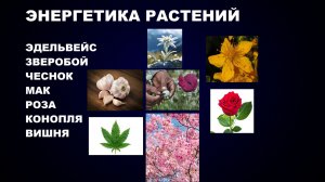 #ЭНЕРГЕТИКА #РАСТЕНИЯ #ЭДЕЛЬВЕЙС #ЗВЕРОБОЙ #ЧЕСНОК #МАК #РОЗА #КОНОПЛЯ #ВИШНЯ