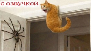 Смешные Коты С Озвучкой До Слёз Лучшие приколы с котами и кошками
