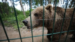 Медведи Миша и Гриша третий год ждут спасения в тесной клетке в Дагестане