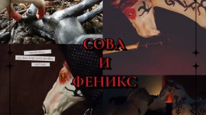«Сова и Феникс». Первая серия. #лошади шляйх.