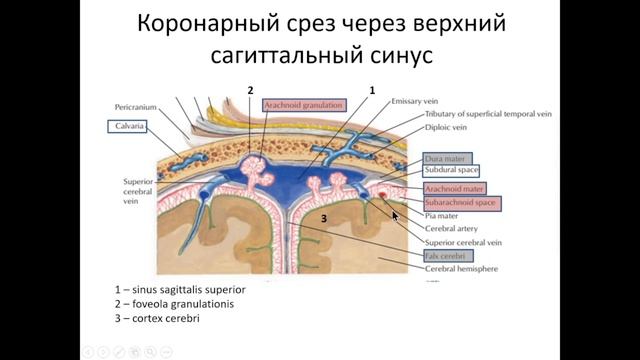 Сердечно-сосудистая система (для студентов)
