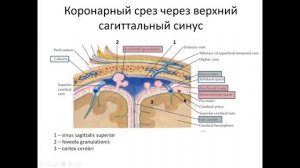 Коронарный срез через верхний сагиттальный синус