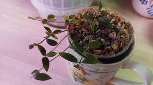 Про комнатные и садовые.
🌿🏵️🌿🌼🌿🌸🌿