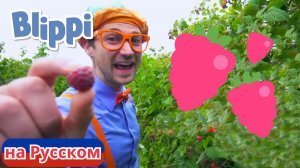 Песня Про Малину _ Блиппи на Русском _ Изучай этот Мир вместе с Блиппи _ Blippi