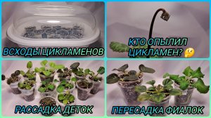 Всходы цикламенов. Кто опылил цикламен? Отсадка и рассадка деток. Пересадки фиалок.