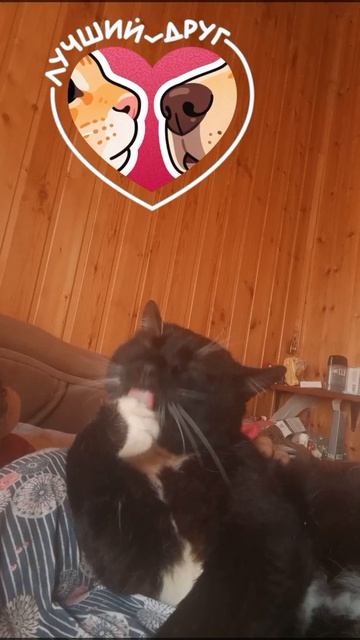 Ой, мой котик — просто совершенство! Я без него вообще жить не могу, так его люблю — слов не хватает смотреть онлайн