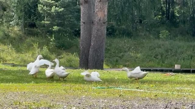 43058.mp4 смотреть онлайн