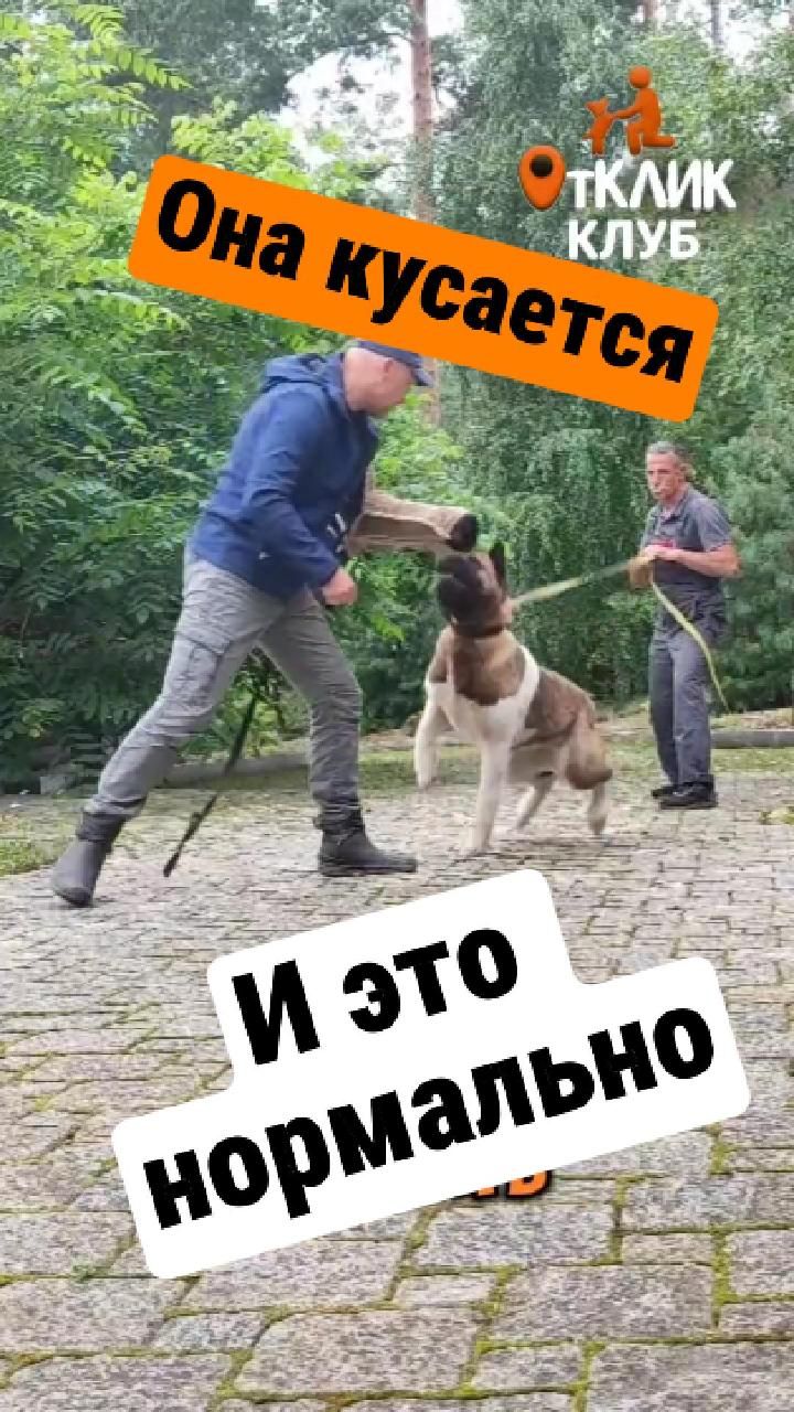 Собака кусается. И это нормально
