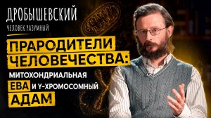 Прародители человечества: митохондриальная Ева и Y-хромосомный Адам.  Дробышевский