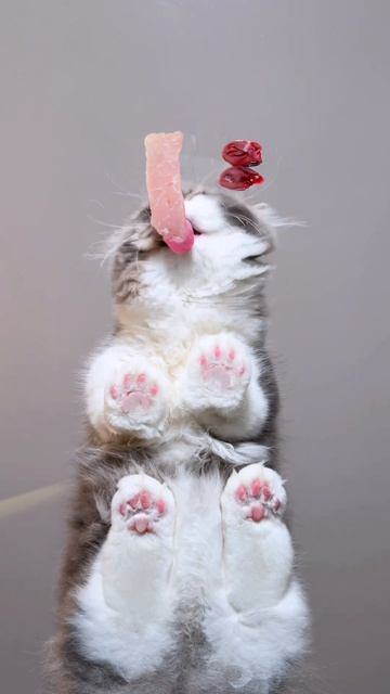 кот кушает