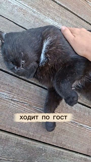Котик Фёкл на лодочной станции