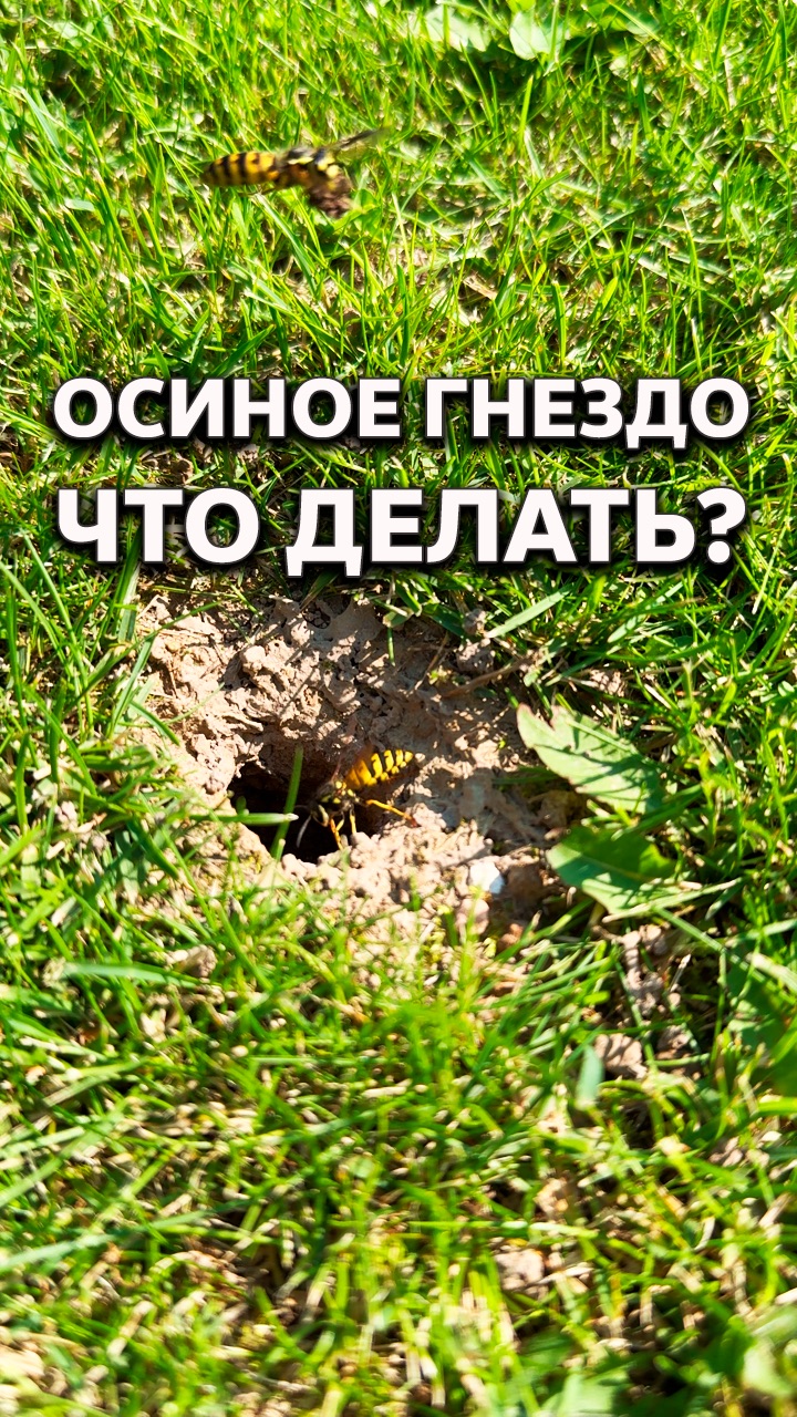 Насекомые